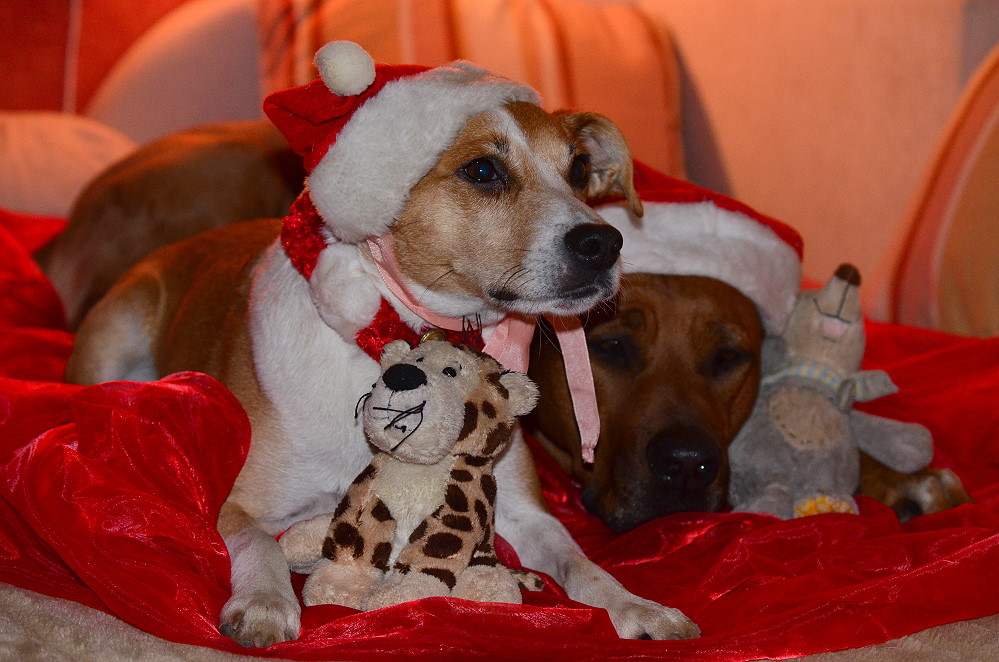 DSC 7626 Weihnachtsshooting