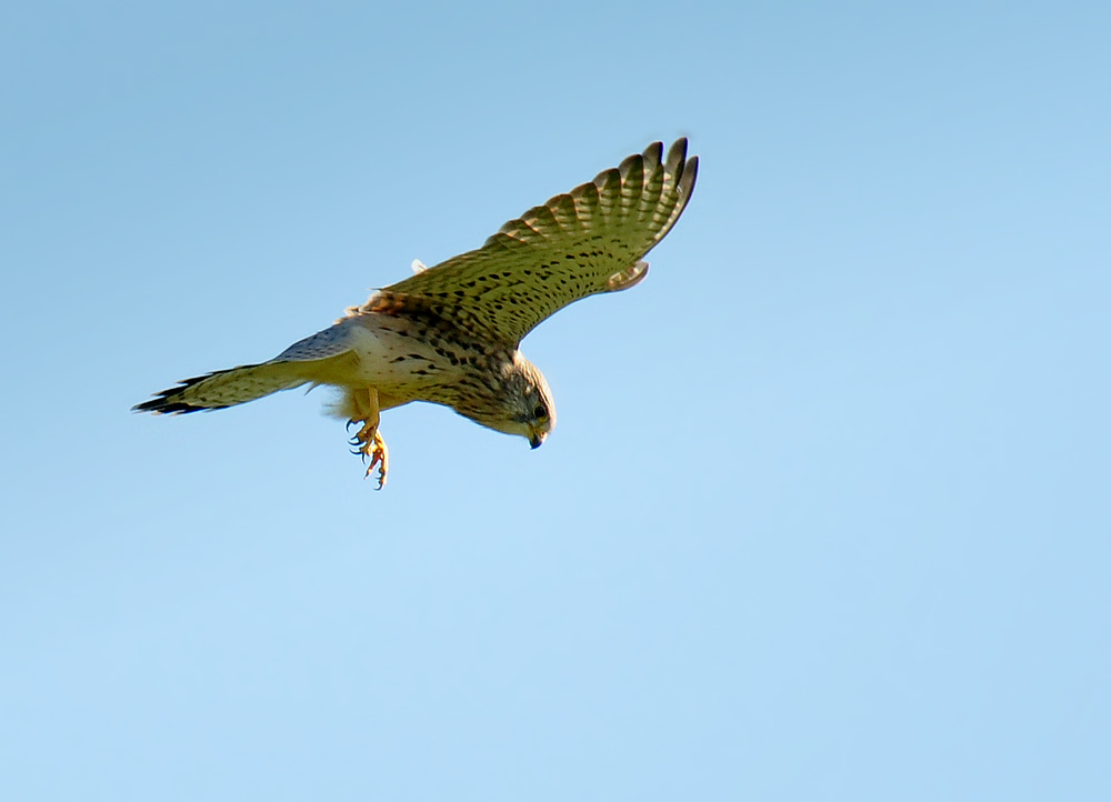 DSC 7634 Falke b 1000