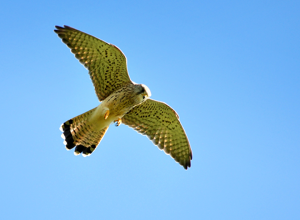 DSC 7679 Falke b 1000