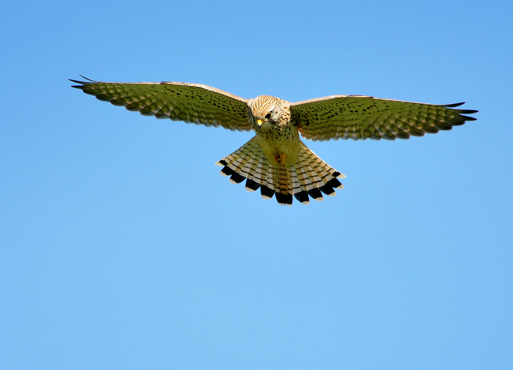DSC 7695 Falke b