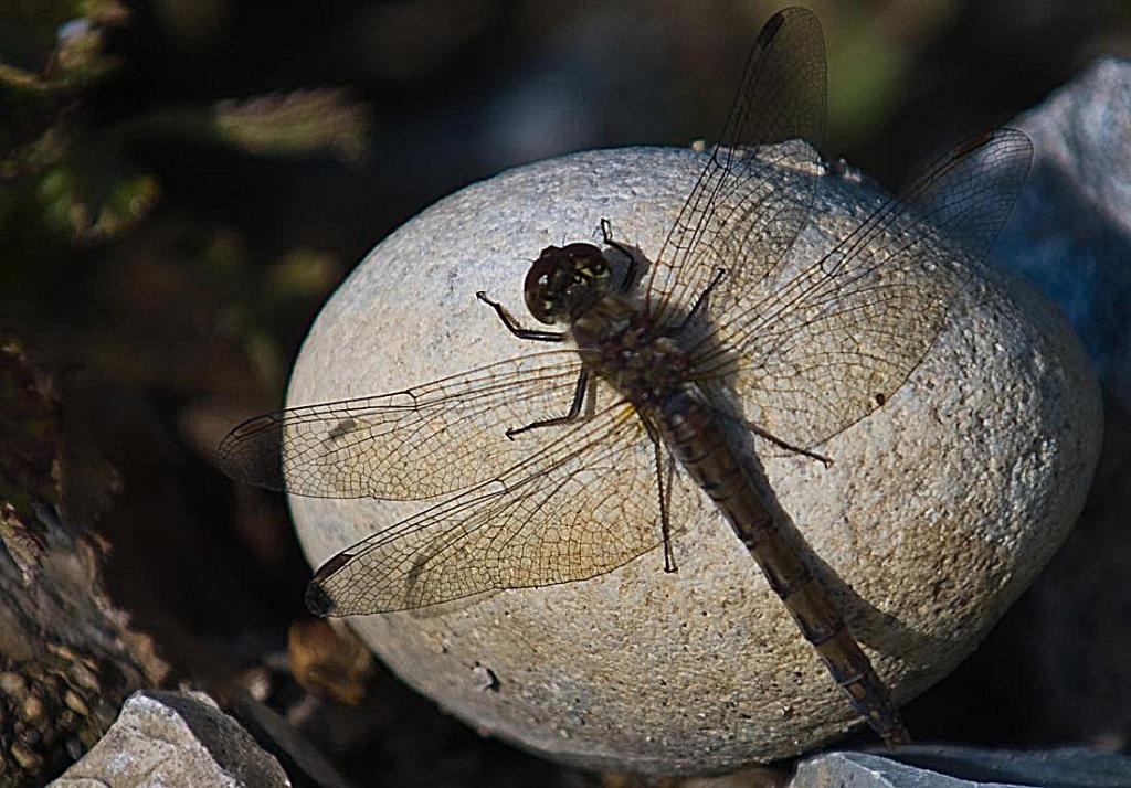 DSC 7709 Kopie crop48