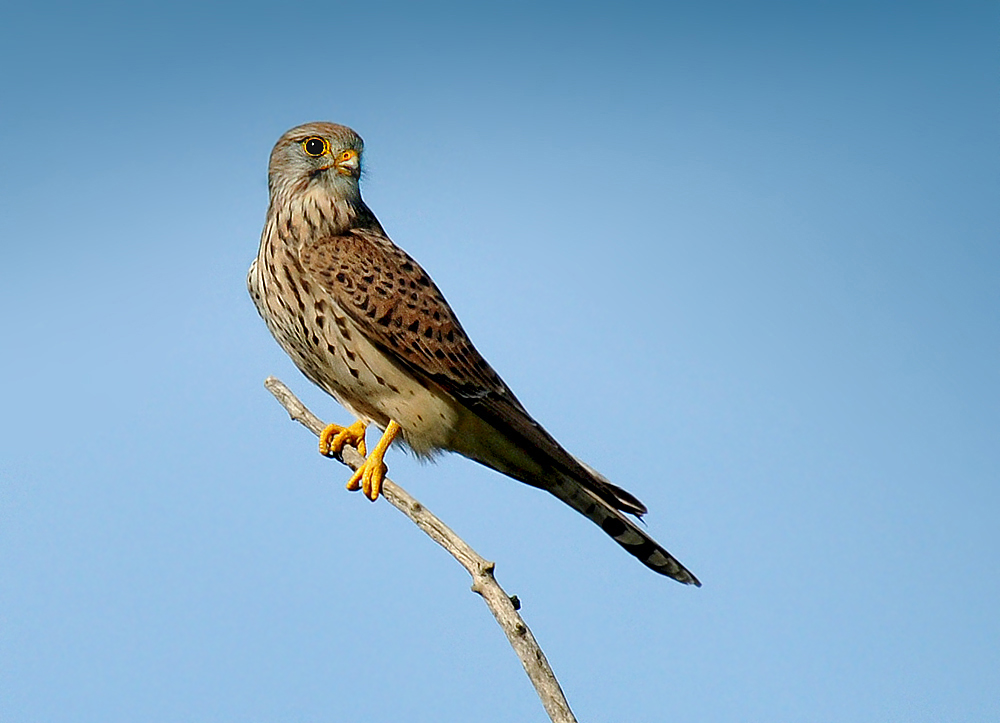 DSC 7711 Falke b 1000 2