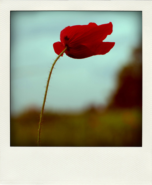 DSC 7724 pola03