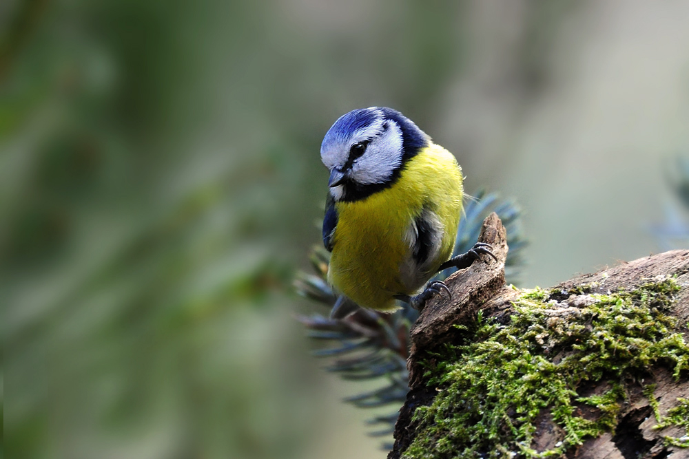 DSC 7740 Blaumeise 1000 O81a
