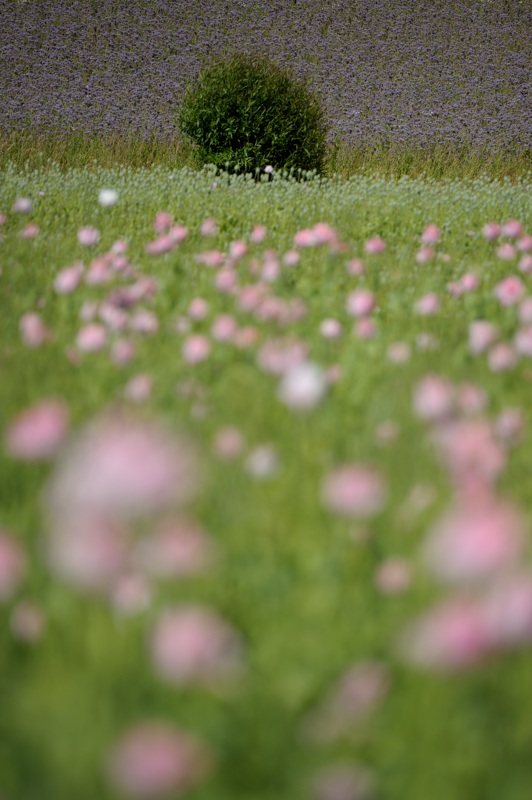 DSC 7764a