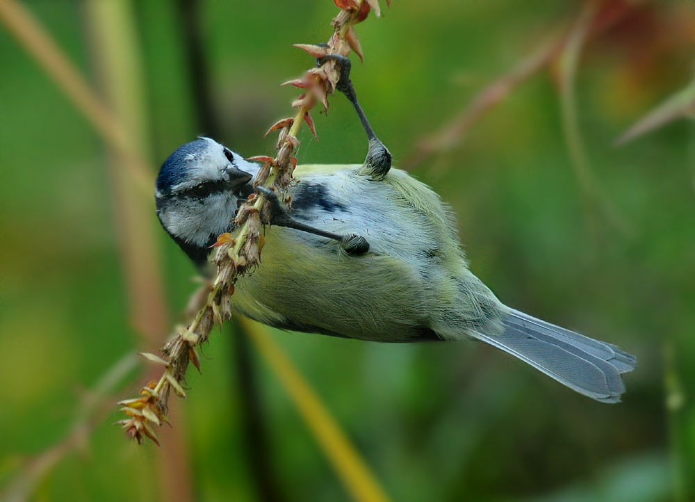 DSC 7770 Blaumeise 1000 1
