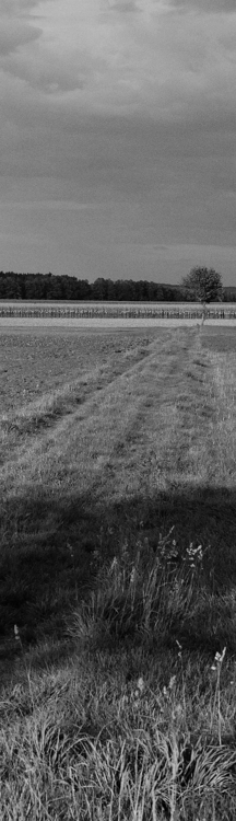 DSC 7785 web crop2