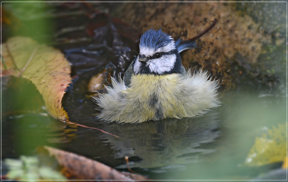 DSC 7798 Blmeise badet 1000 R