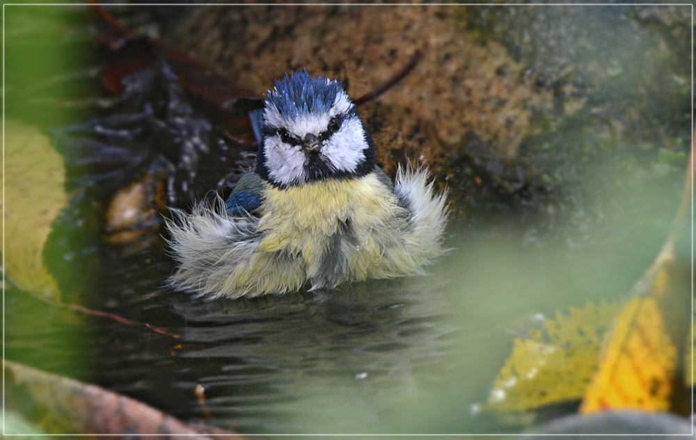 DSC 7800 Blaumeise badet 1000 R