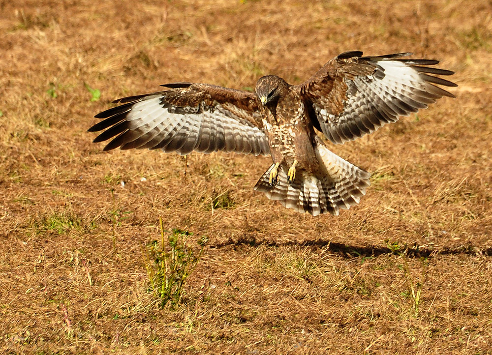 DSC 7806 M Bussard 1000 2