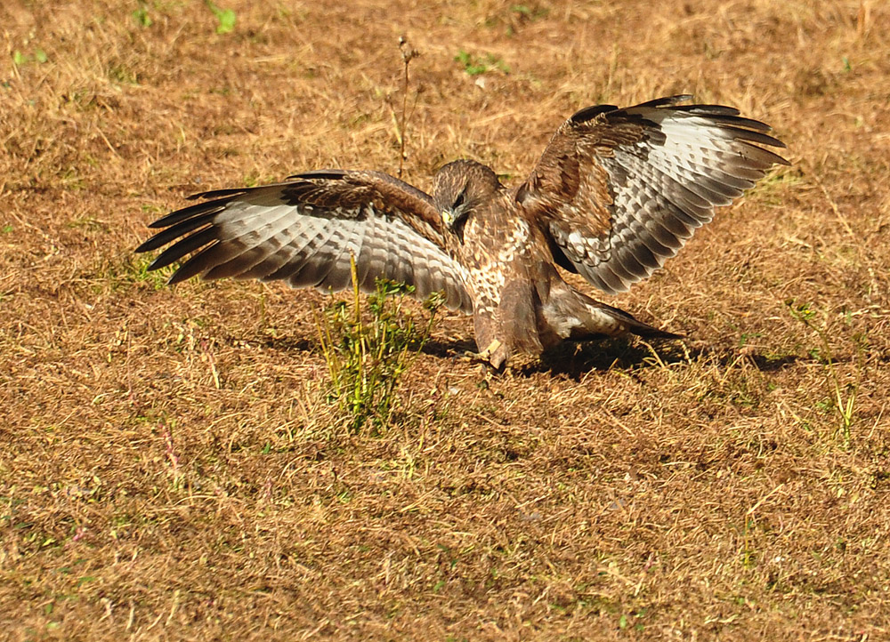 DSC 7807 M Bussard 1000