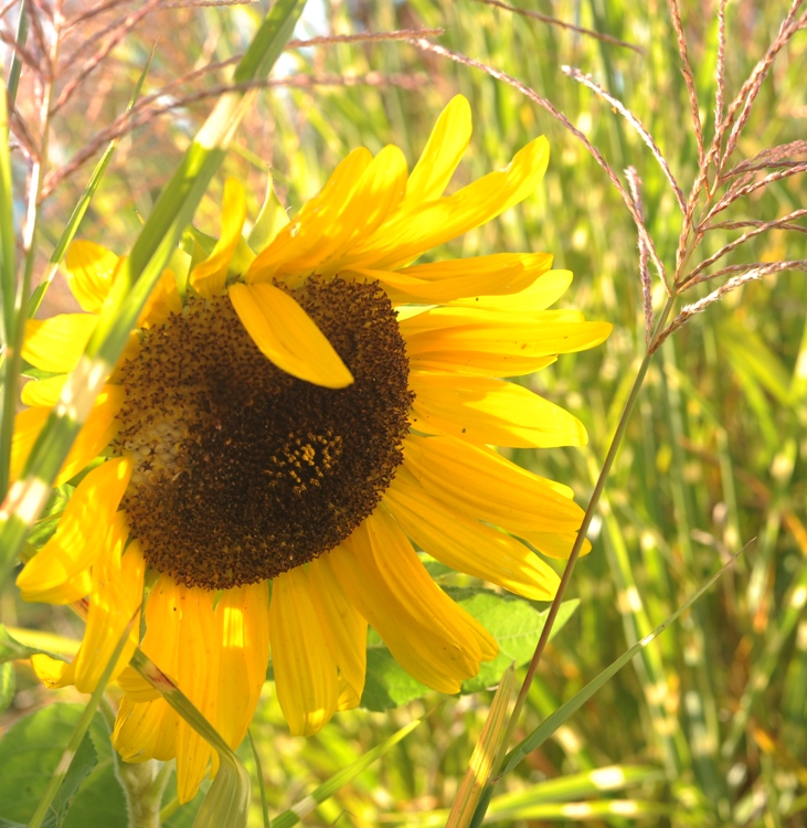 DSC 7825 web crop