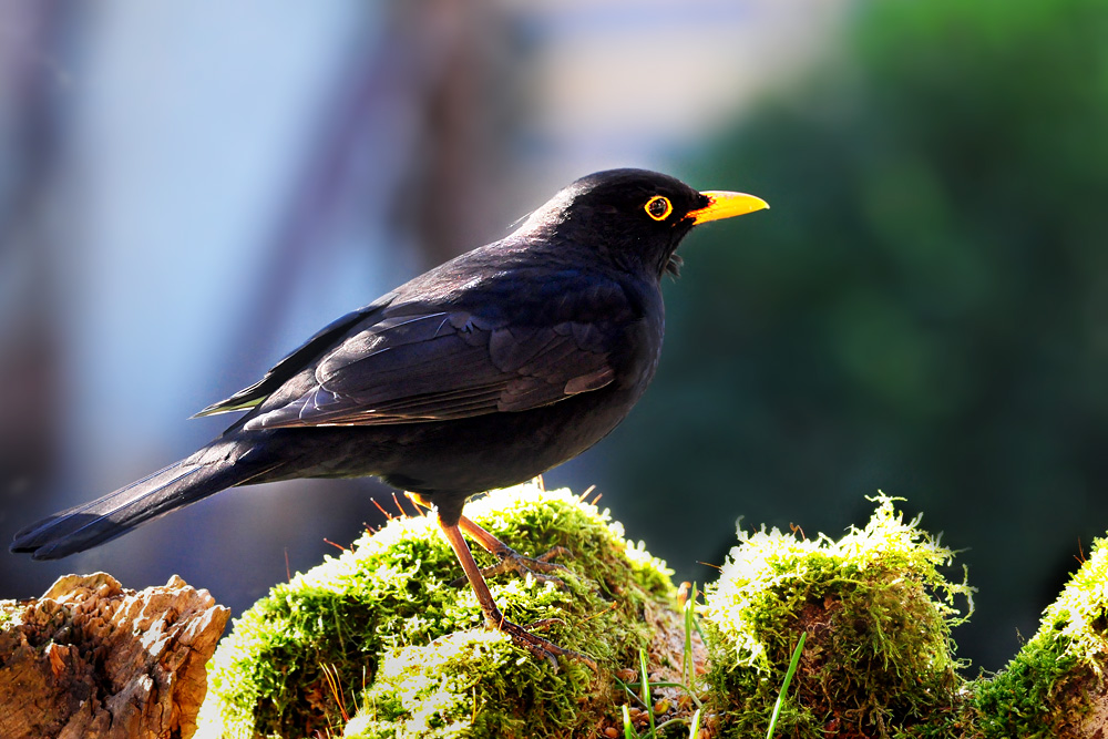DSC 7842 Amsel 1000