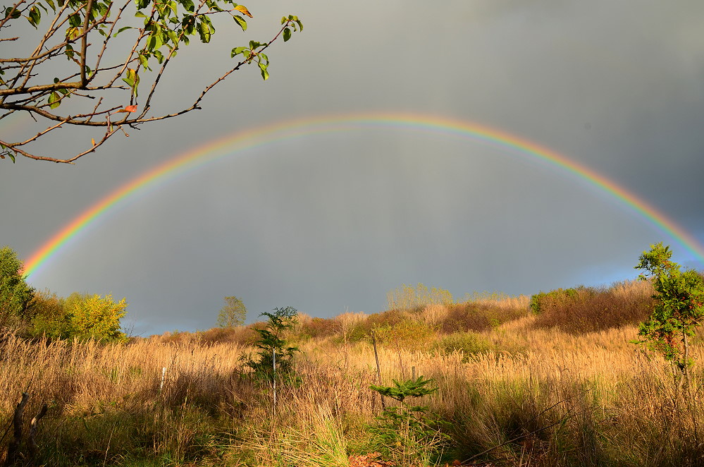 DSC 7842 Regenbogen 30 10 12