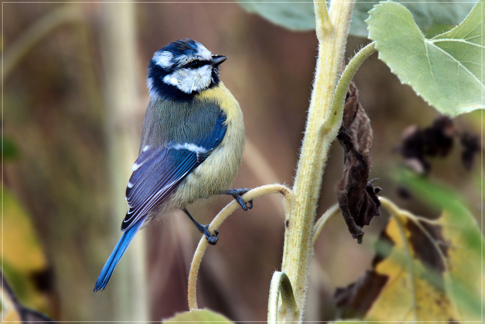 DSC 7851 Blaumeise 1000 R 2
