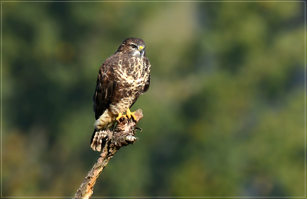 DSC 7856 Bussard 1000 R 2