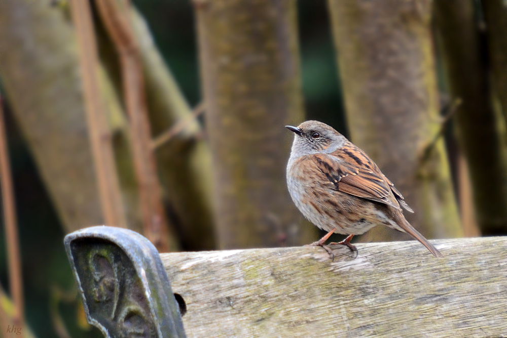 DSC 7859 khg