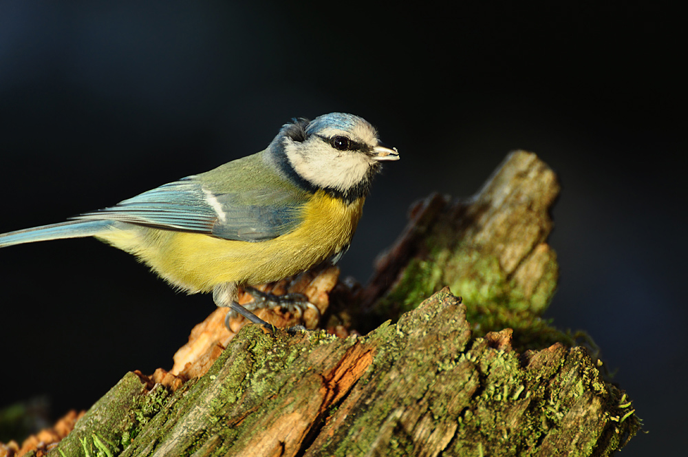 DSC 7874 Blaumeise 1000