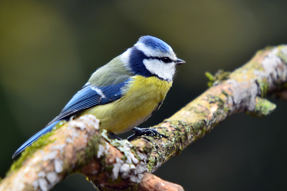 DSC 7877 Blaumeise