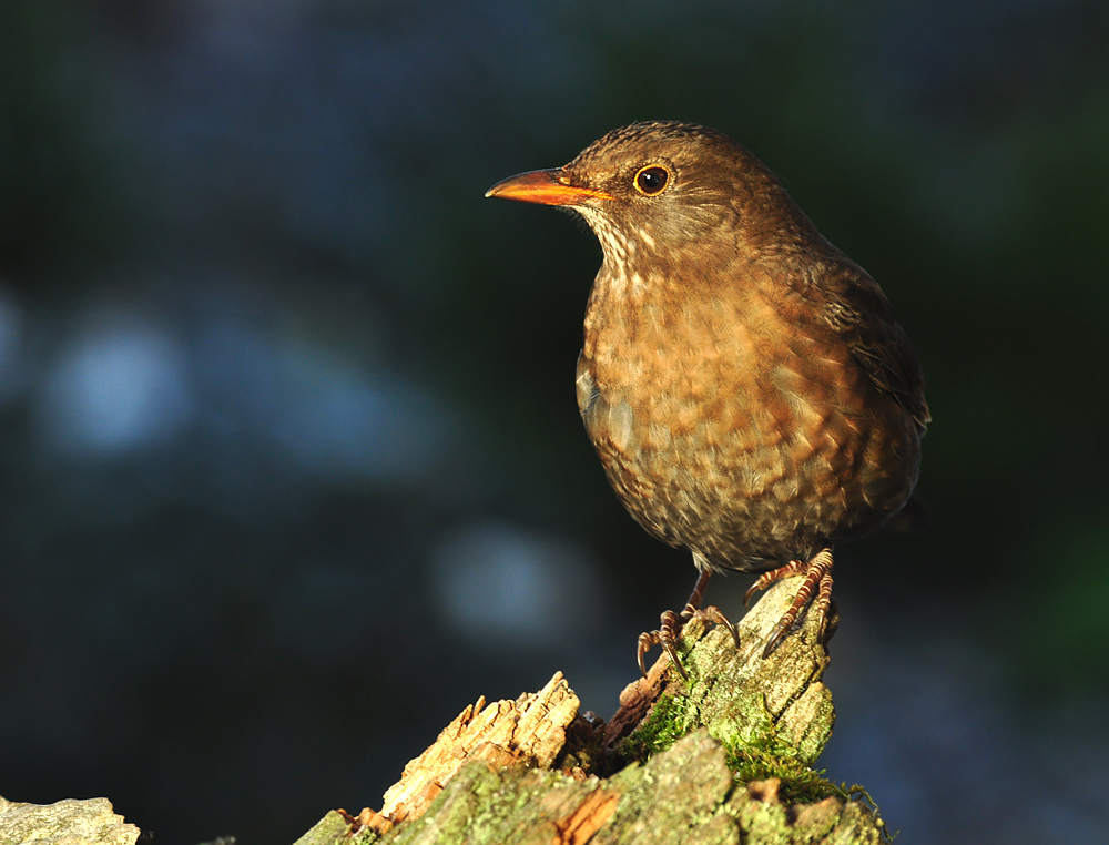 DSC 7880 Amsel 1000