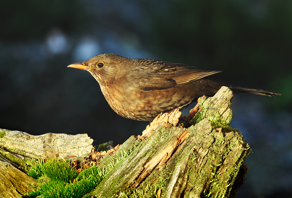 DSC 7884 Amsel 1000