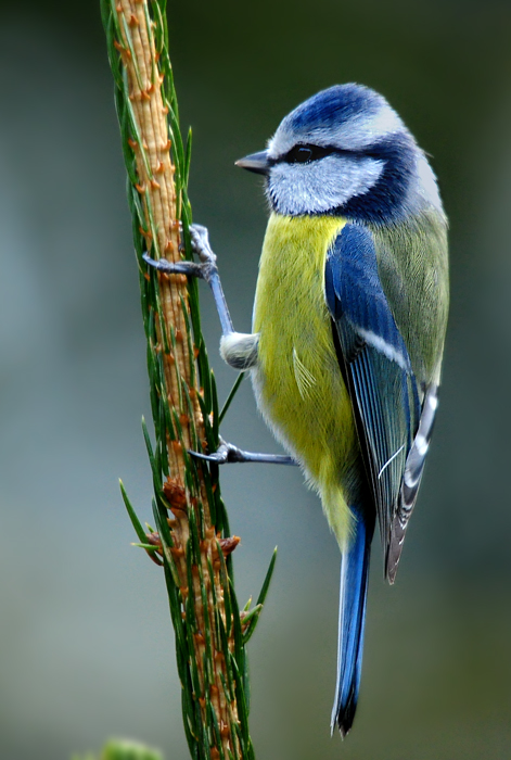 DSC 7893 Blaumeise 700h