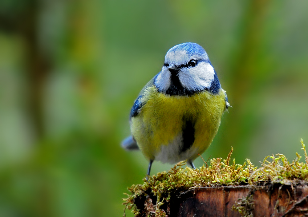 DSC 7901 Blaukehlchen Schnitt 1000