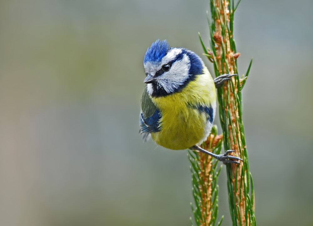 DSC 7908 Blaumeise 1000
