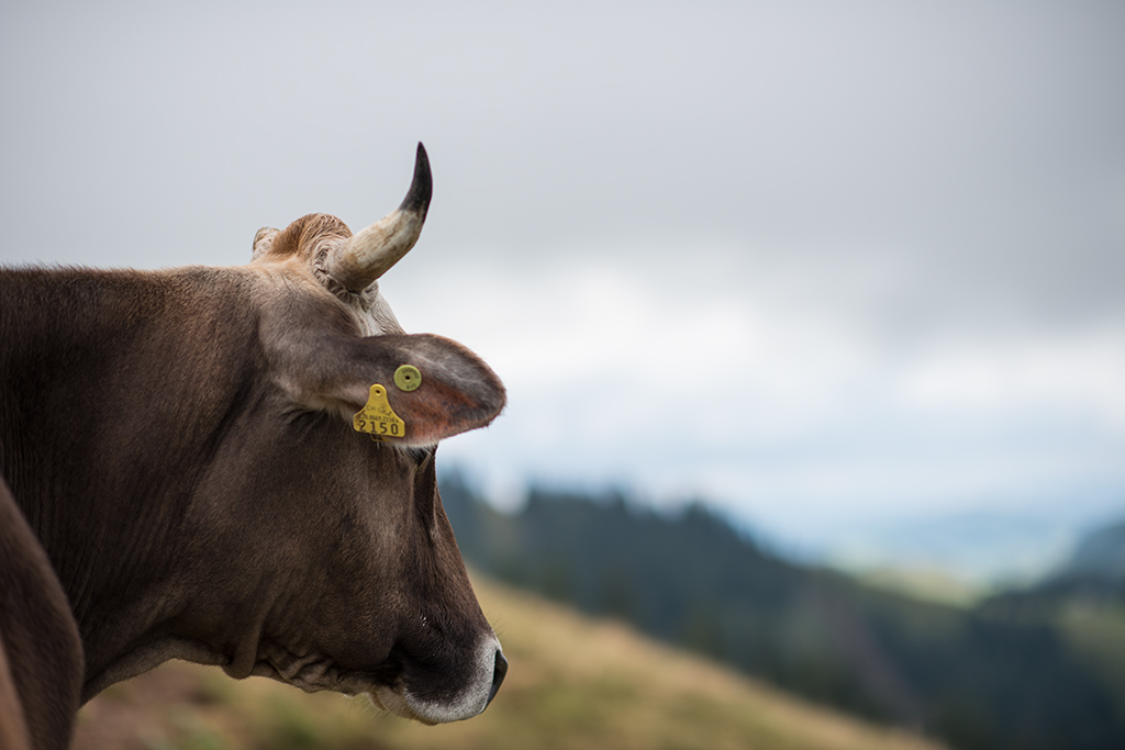 DSC 7919kws