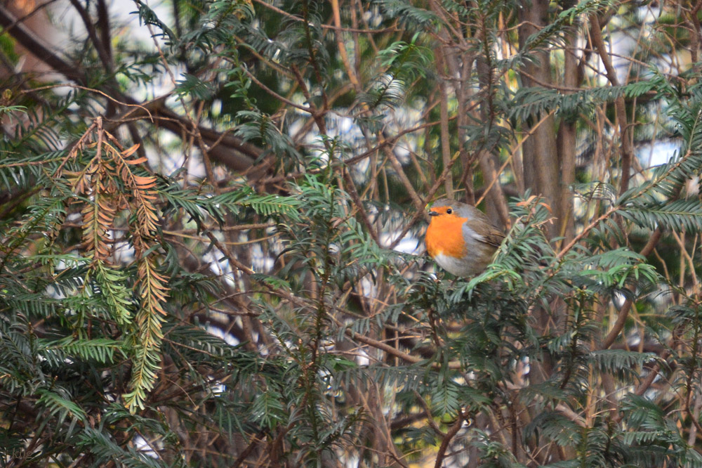 DSC 7950 khg