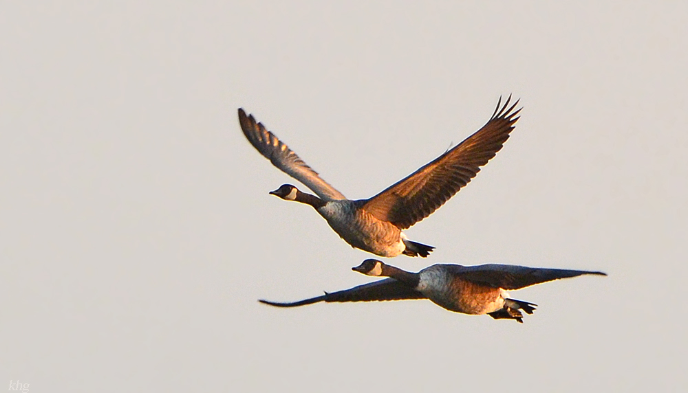 DSC 7957 Gänse