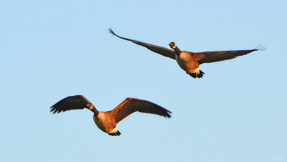 DSC 7966 Gänse