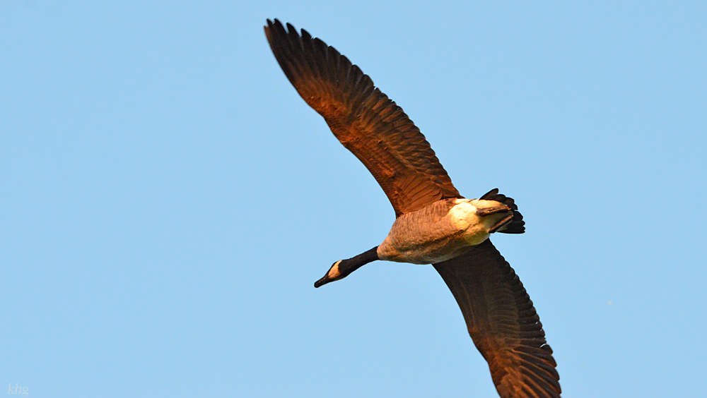 DSC 7968 Gans