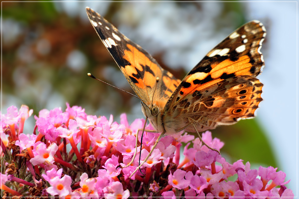 DSC 7984 Distelfalter 1000 R