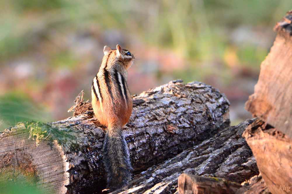 DSC 7987 Chipmunk