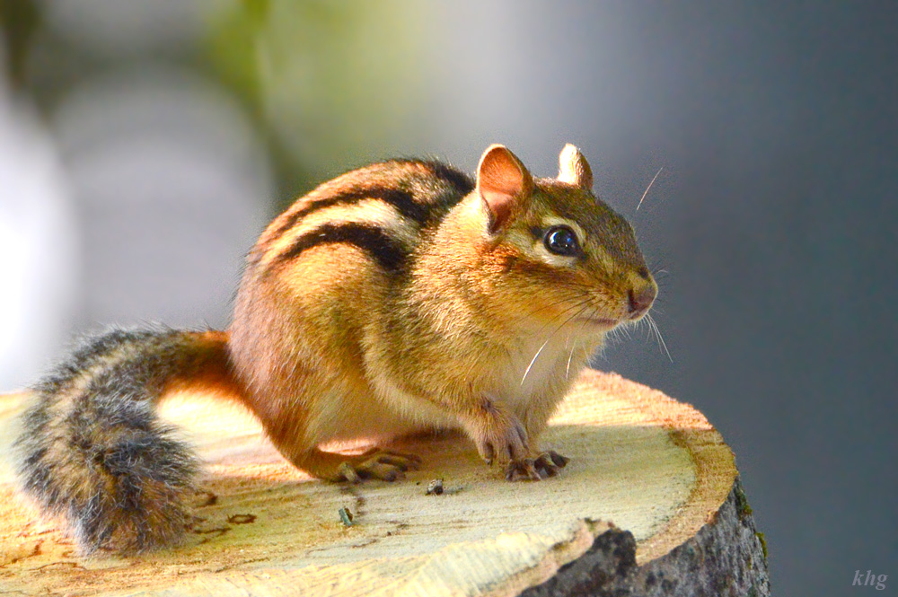 DSC 7991 Chipmunk