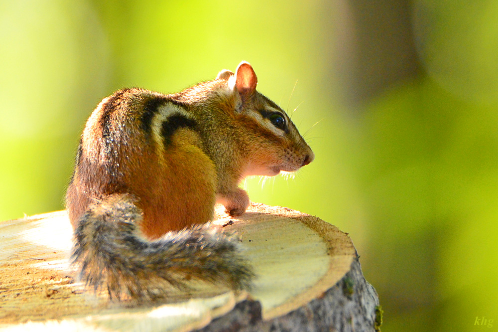 DSC 8002 Chipmunk