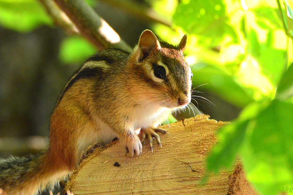 DSC 8014 Chipmunk