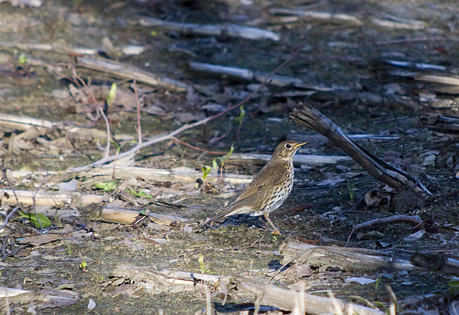 DSC 8014 Kopie
