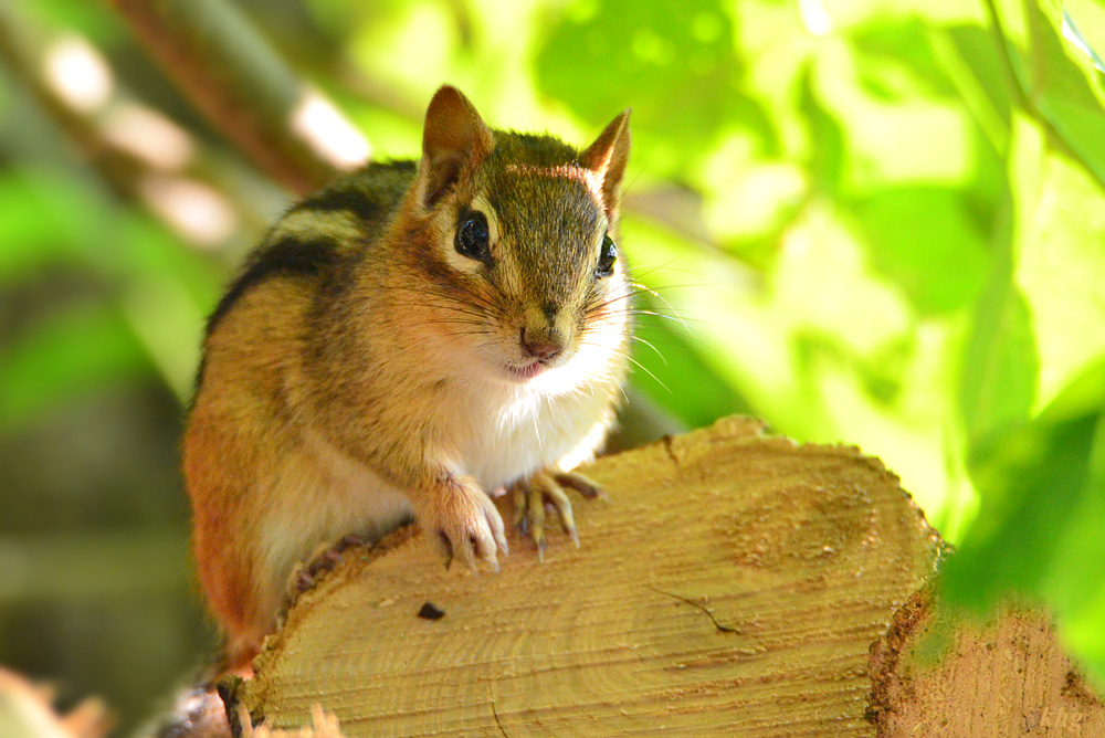 DSC 8018 Chipmunk