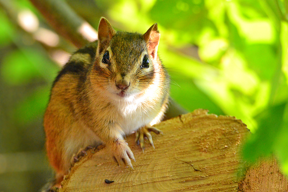 DSC 8023 Chipmunk