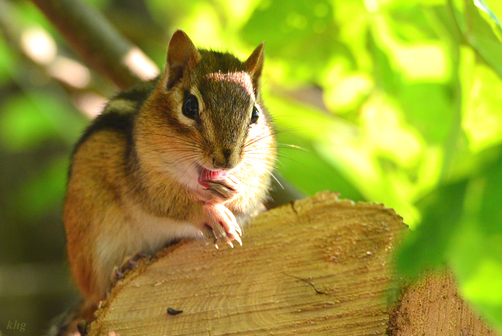 DSC 8024 Chipmonk