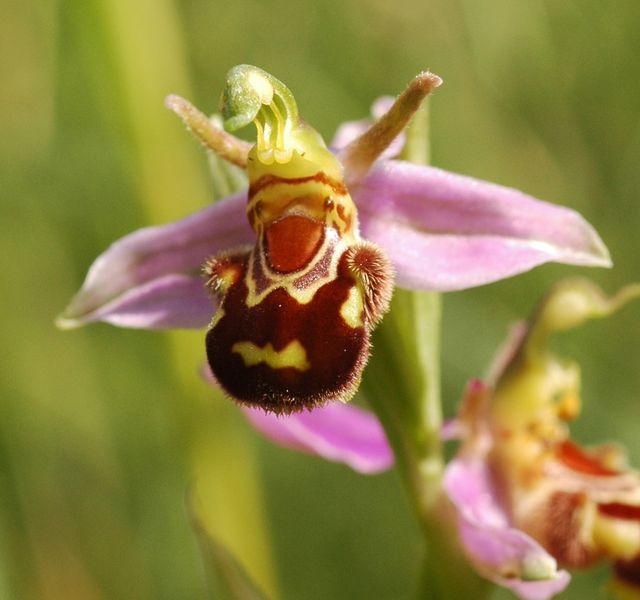 DSC 8024 ophrys apifera Bienen-Ragwurz