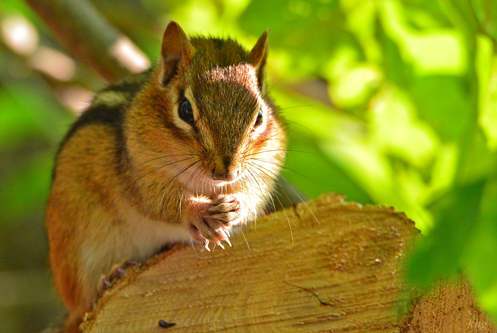 DSC 8025 Chipmonk
