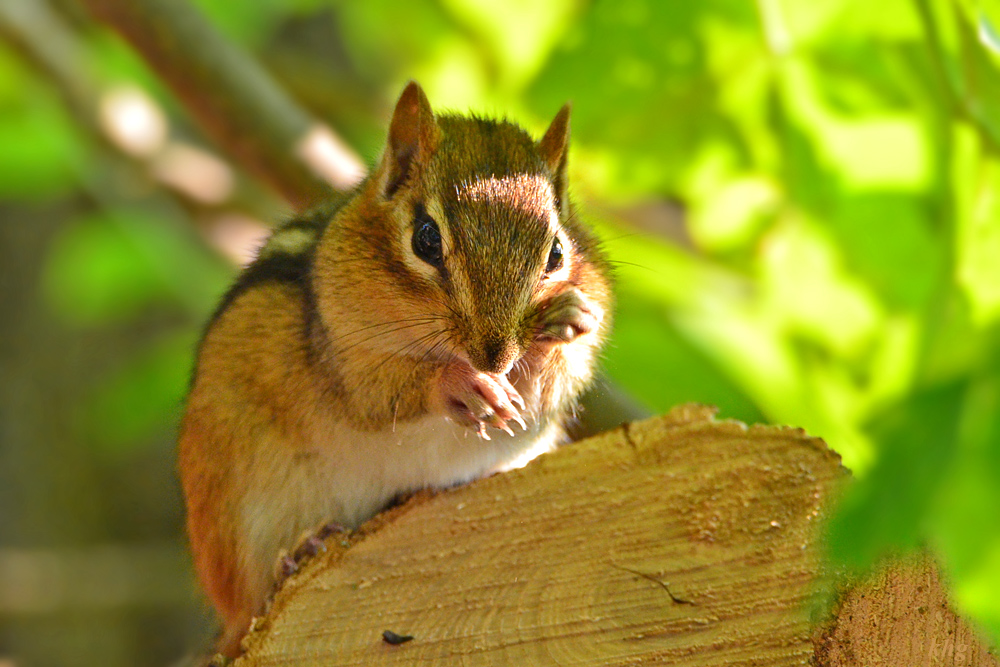 DSC 8026 Chipmonk