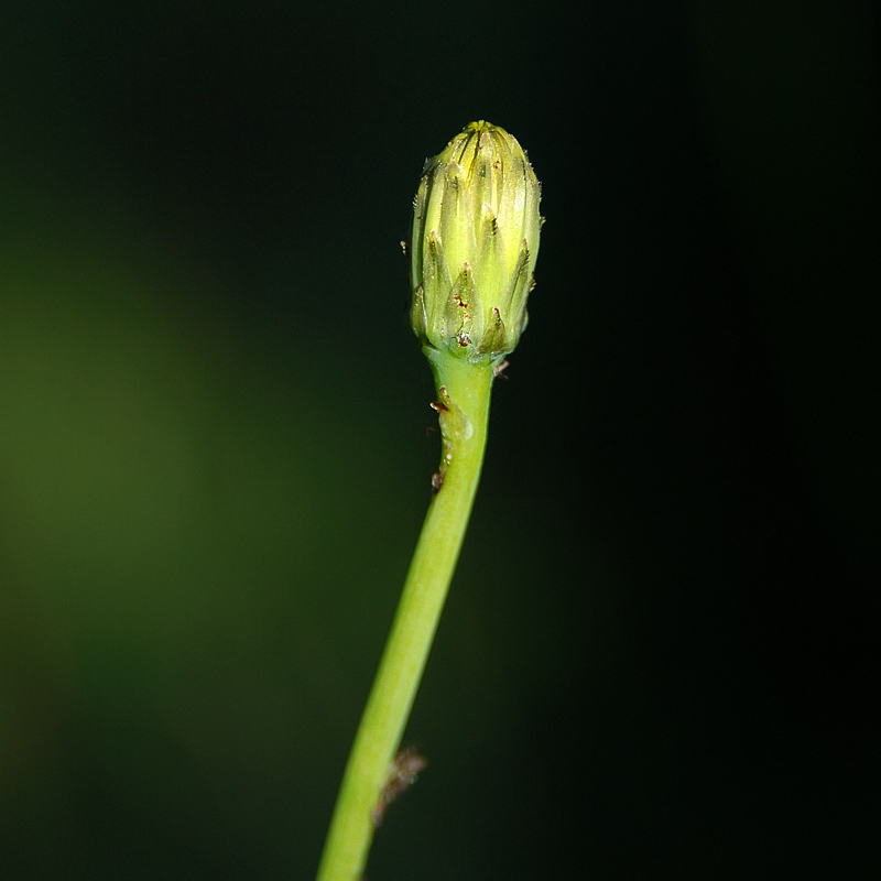 DSC 8026