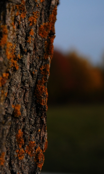 DSC 8052 crop