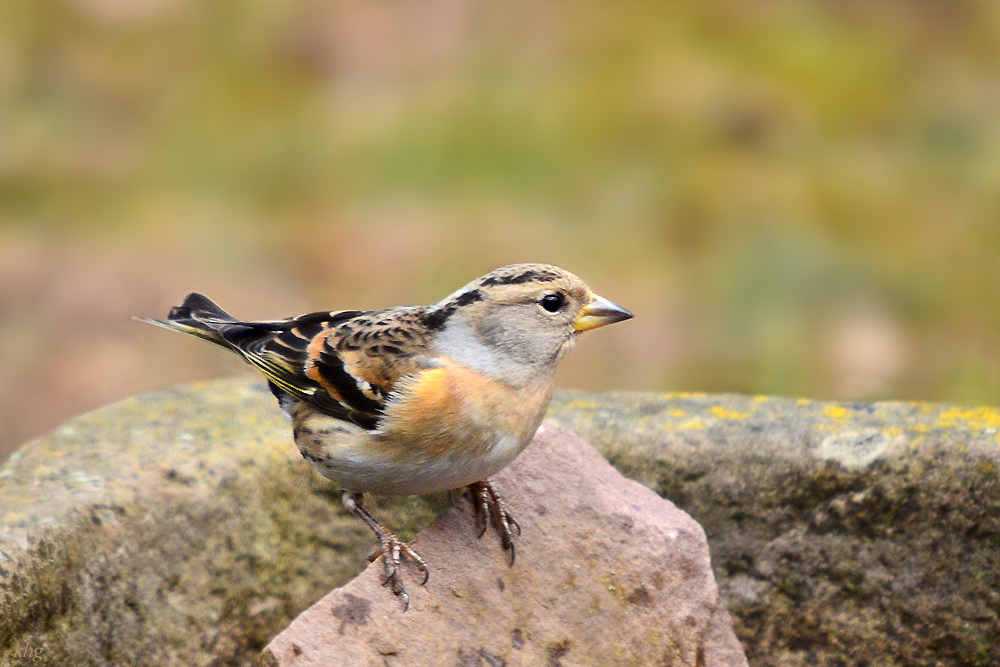 DSC 8071 khg