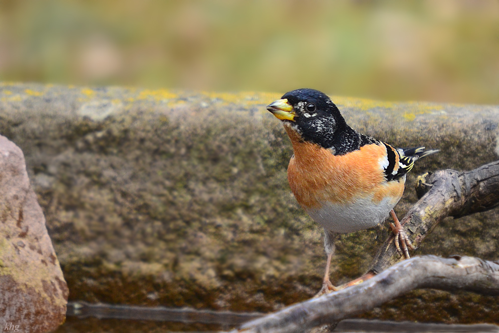 DSC 8072 khg