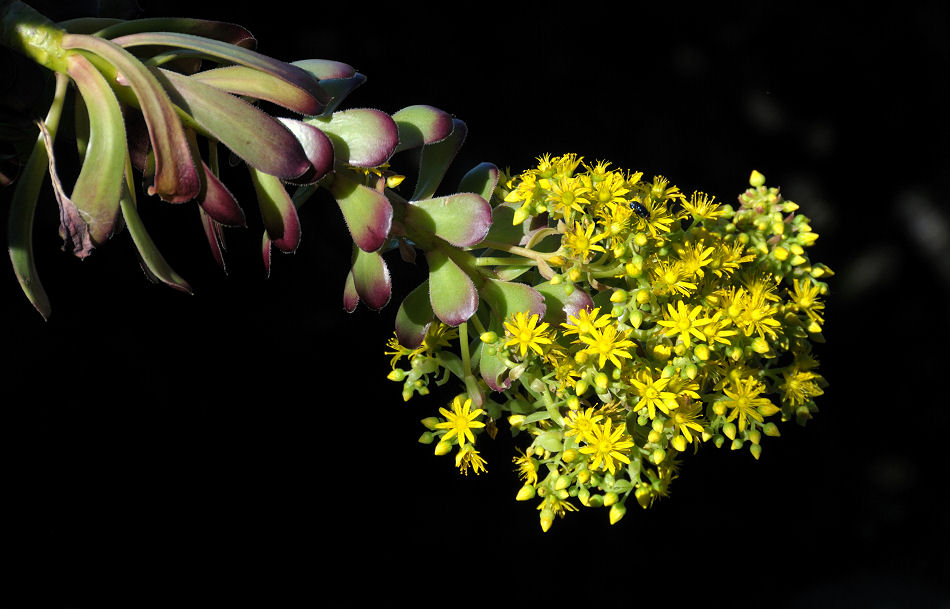 DSC 8082 Blume Forum